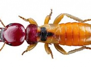 Thuốc diệt mối