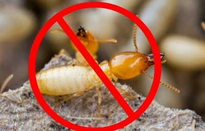 DỊCH VỤ DIỆT MỐI TẬN GỐC CHUYÊN NGHIỆP